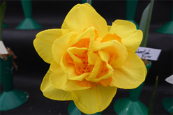 Daffodil ' Crowndale'